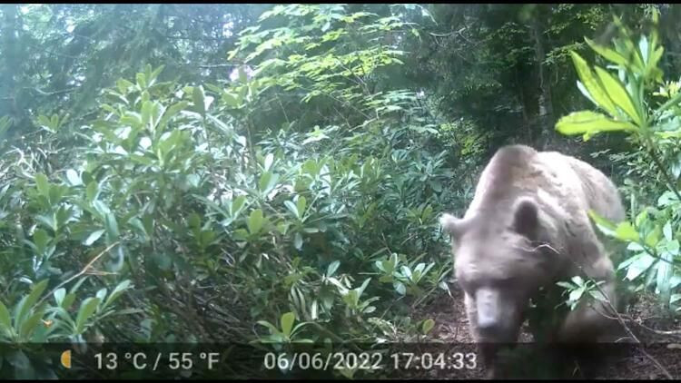 Prof. Dr. Mikdat Kadıoğlu Maçka'daki dağ evine dadanan boz ayıyı teleskop-dürbünle takibe aldı - Sayfa 8