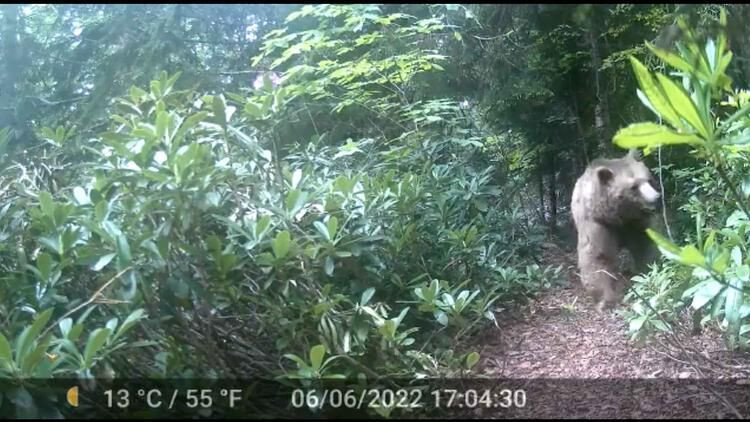 Prof. Dr. Mikdat Kadıoğlu Maçka'daki dağ evine dadanan boz ayıyı teleskop-dürbünle takibe aldı - Sayfa 12