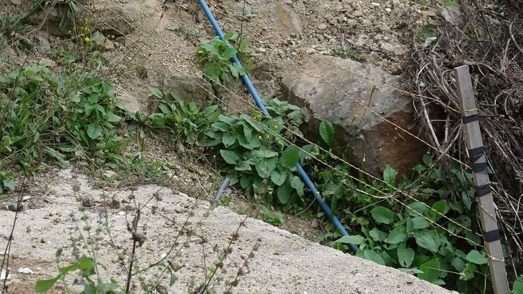 Prof. Dr. Mikdat Kadıoğlu Maçka'daki dağ evine dadanan boz ayıyı teleskop-dürbünle takibe aldı - Sayfa 9