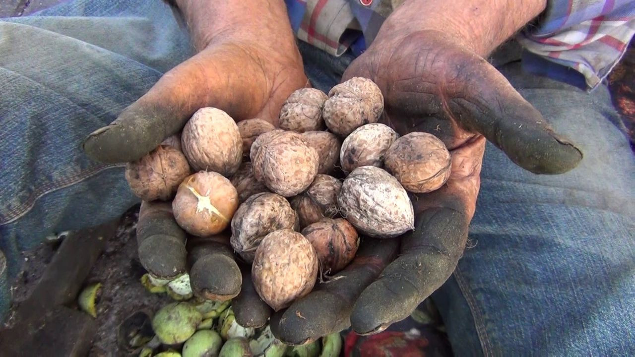 Çorum’da hasadı başlayan cevizin dolu yağışı nedeniyle rekoltesinde düşüş oldu! - Sayfa 5