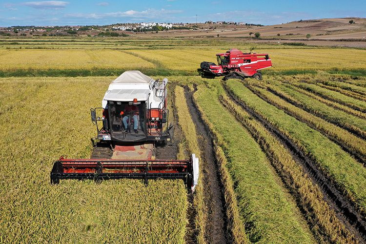 Tarım ve Orman Bakanlığı’nın desteğiyle Türkiye’de çeltik üretimi 1 milyon tona ulaştı - Sayfa 6