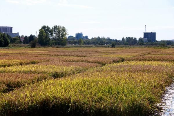 Tarım ve Orman Bakanlığı’nın desteğiyle Türkiye’de çeltik üretimi 1 milyon tona ulaştı - Sayfa 5