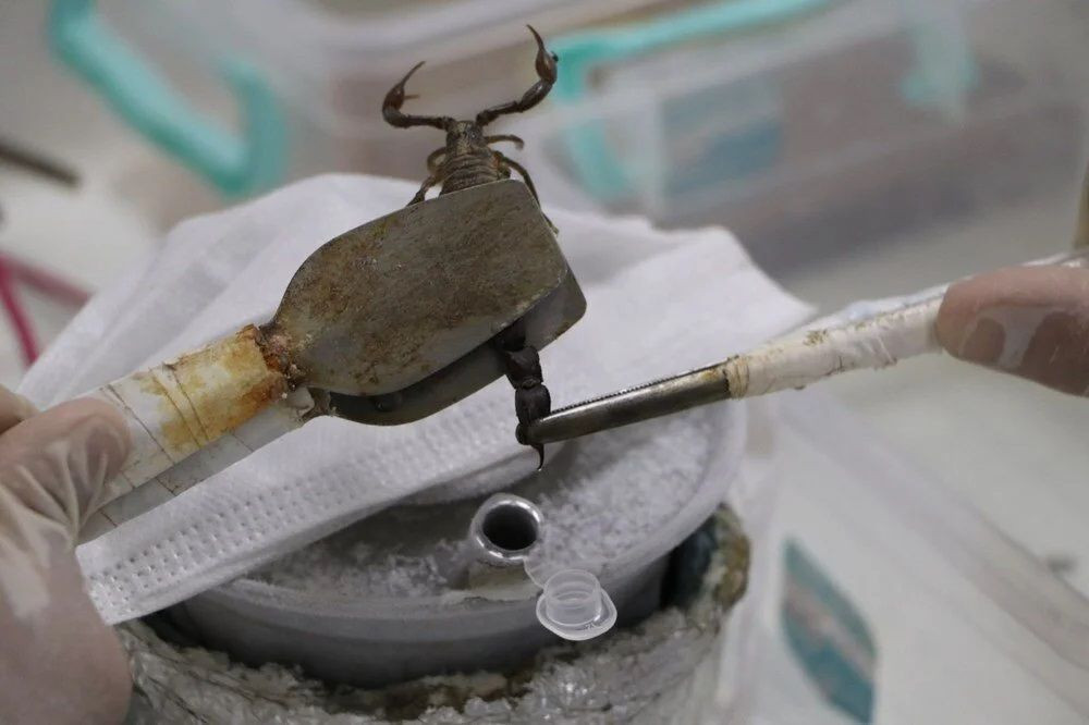 Yetiştirdiği hayvandan sağdığı sıvının litresi 10 milyon dolar! - Sayfa 5