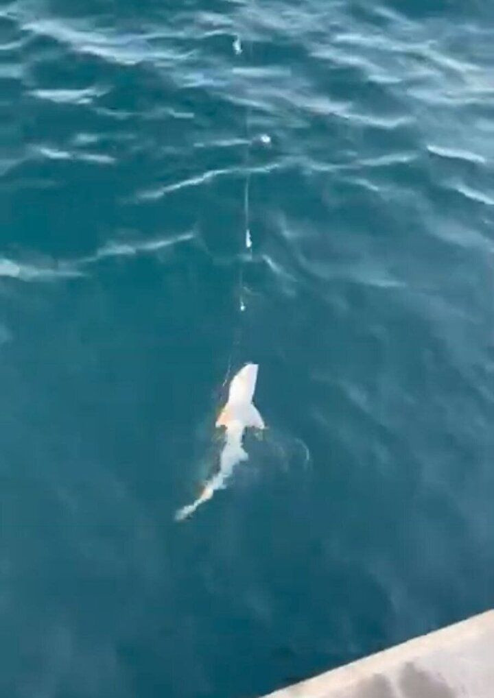 Beykoz'da ilginç anlar! Balık tutan vatandaşın oltasına köpek balığı takıldı! - Sayfa 5