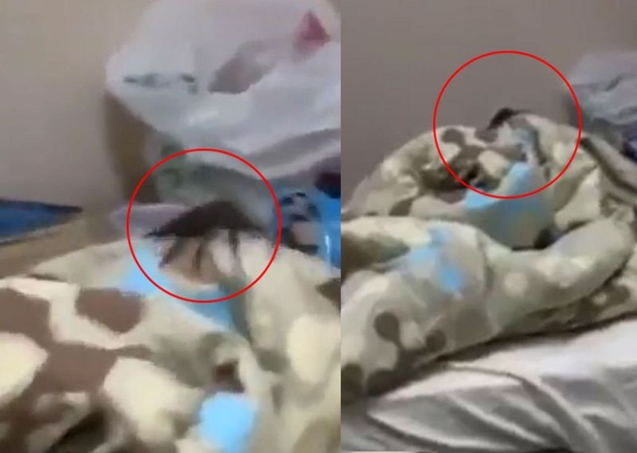 Küresel ısınma etkileri Türkiye’de kendini göstermeye başladı. Uzmanlar tropikal hastalıklara dikkat çekti - Sayfa 6