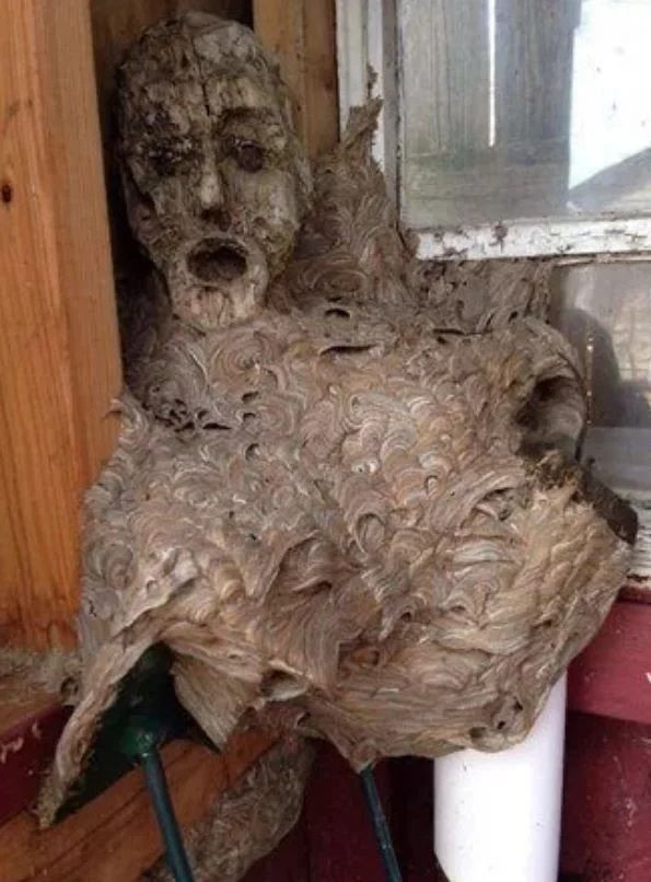 İnsanda şok etkisi yaratan doğada kaydedilmiş ürpertici fotoğraflar! - Sayfa 9