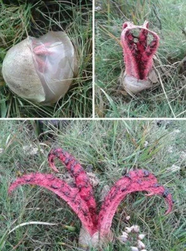 İnsanda şok etkisi yaratan doğada kaydedilmiş ürpertici fotoğraflar! - Sayfa 10