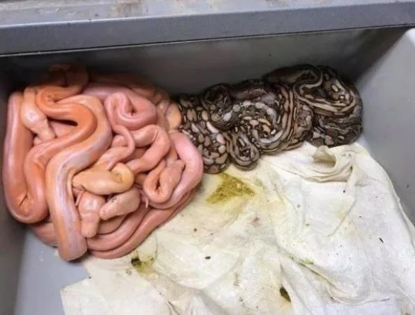 İnsanda şok etkisi yaratan doğada kaydedilmiş ürpertici fotoğraflar! - Sayfa 11