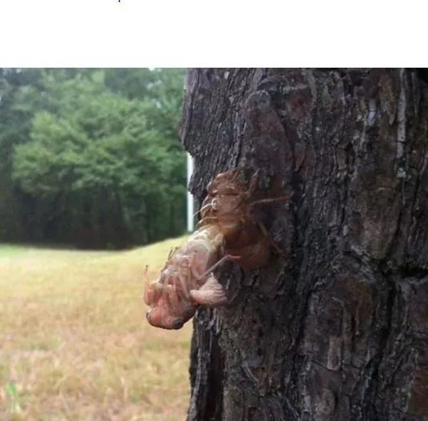 İnsanda şok etkisi yaratan doğada kaydedilmiş ürpertici fotoğraflar! - Sayfa 15