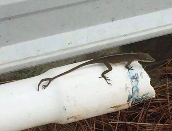 İnsanda şok etkisi yaratan doğada kaydedilmiş ürpertici fotoğraflar! - Sayfa 16