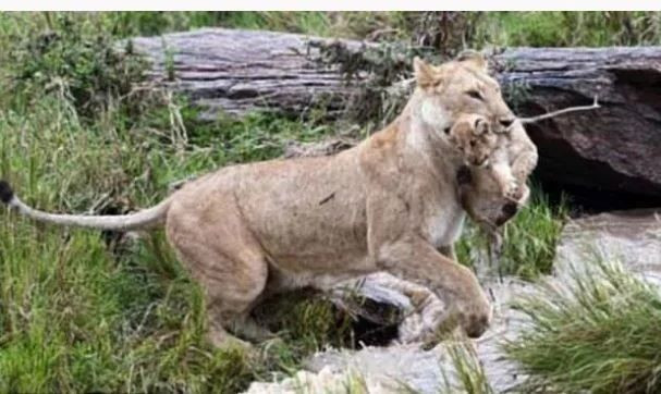 İnsanda şok etkisi yaratan doğada kaydedilmiş ürpertici fotoğraflar! - Sayfa 17