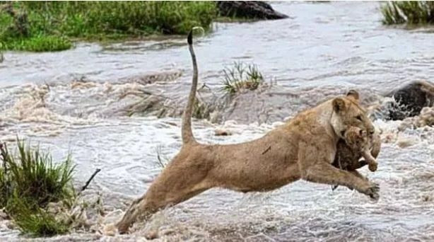İnsanda şok etkisi yaratan doğada kaydedilmiş ürpertici fotoğraflar! - Sayfa 18