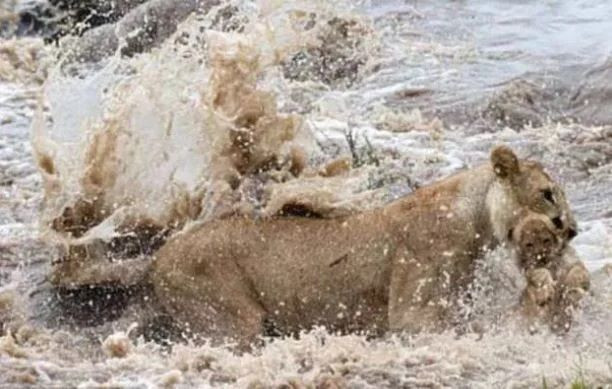 İnsanda şok etkisi yaratan doğada kaydedilmiş ürpertici fotoğraflar! - Sayfa 19