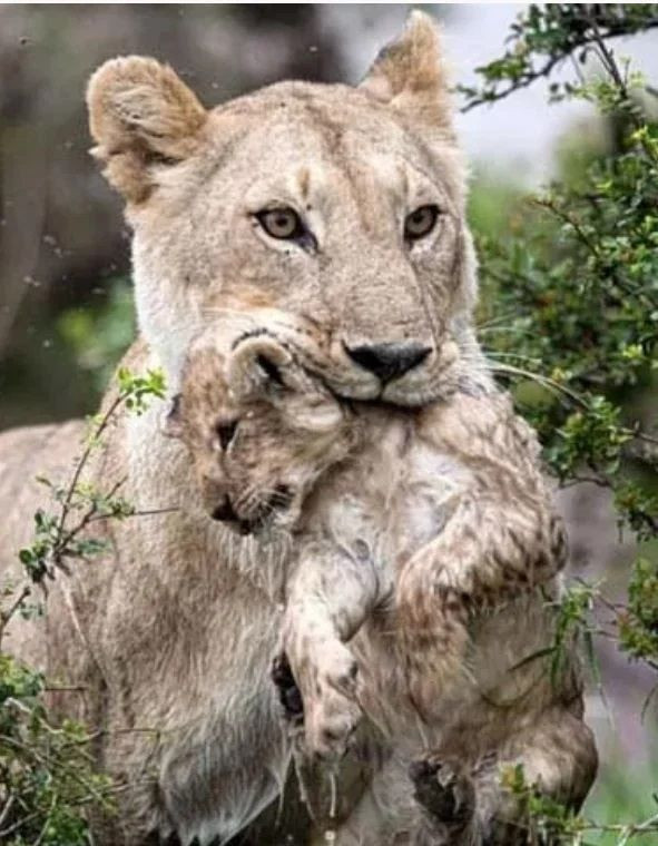 İnsanda şok etkisi yaratan doğada kaydedilmiş ürpertici fotoğraflar! - Sayfa 20