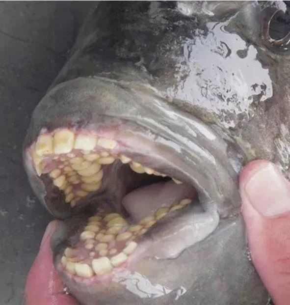 İnsanda şok etkisi yaratan doğada kaydedilmiş ürpertici fotoğraflar! - Sayfa 5