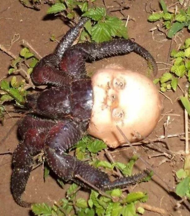 İnsanda şok etkisi yaratan doğada kaydedilmiş ürpertici fotoğraflar! - Sayfa 6