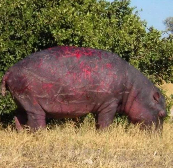 İnsanda şok etkisi yaratan doğada kaydedilmiş ürpertici fotoğraflar! - Sayfa 8