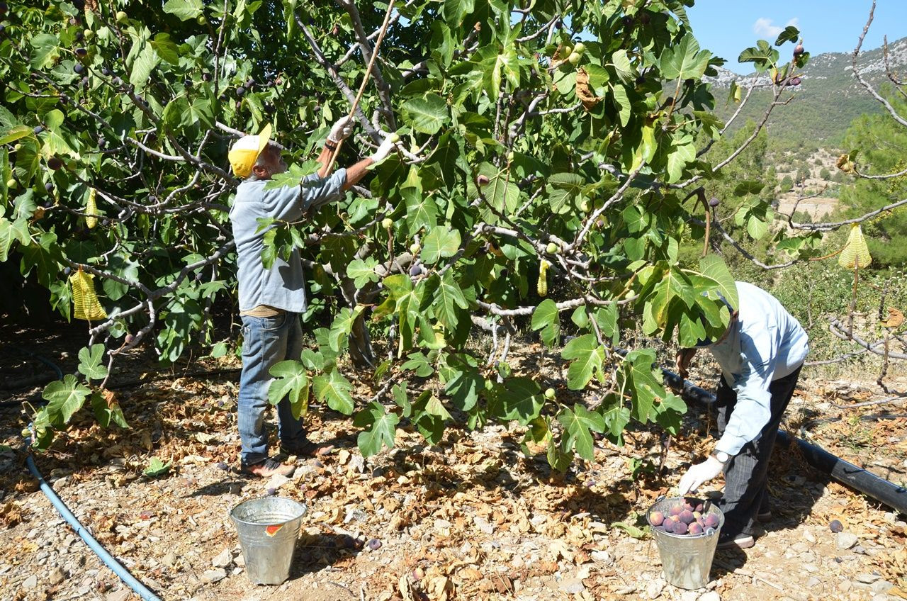 Antalya’da incir hasadı sona erdi, geçen yıla göre yüzde 25 daha fazla ürün elde edildi - Sayfa 7
