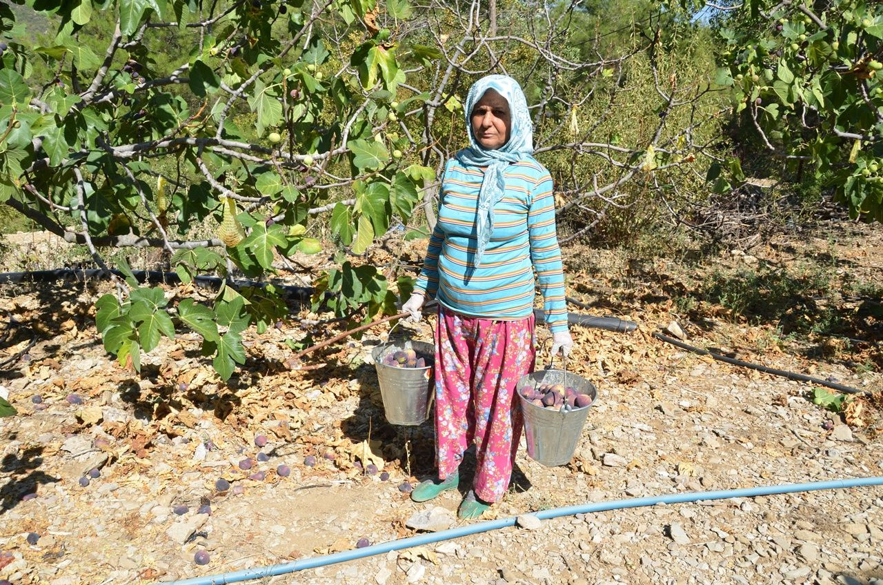 Antalya’da incir hasadı sona erdi, geçen yıla göre yüzde 25 daha fazla ürün elde edildi - Sayfa 6