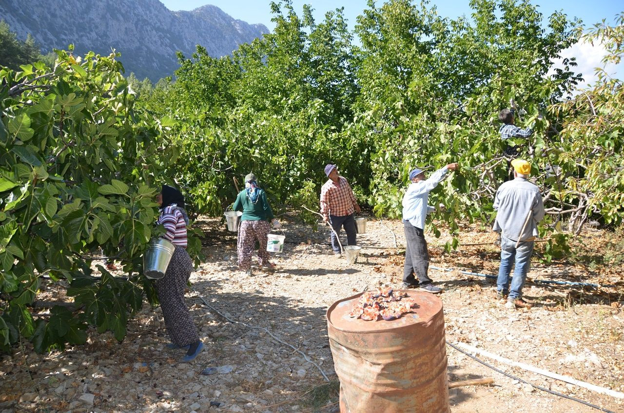 Antalya’da incir hasadı sona erdi, geçen yıla göre yüzde 25 daha fazla ürün elde edildi - Sayfa 5