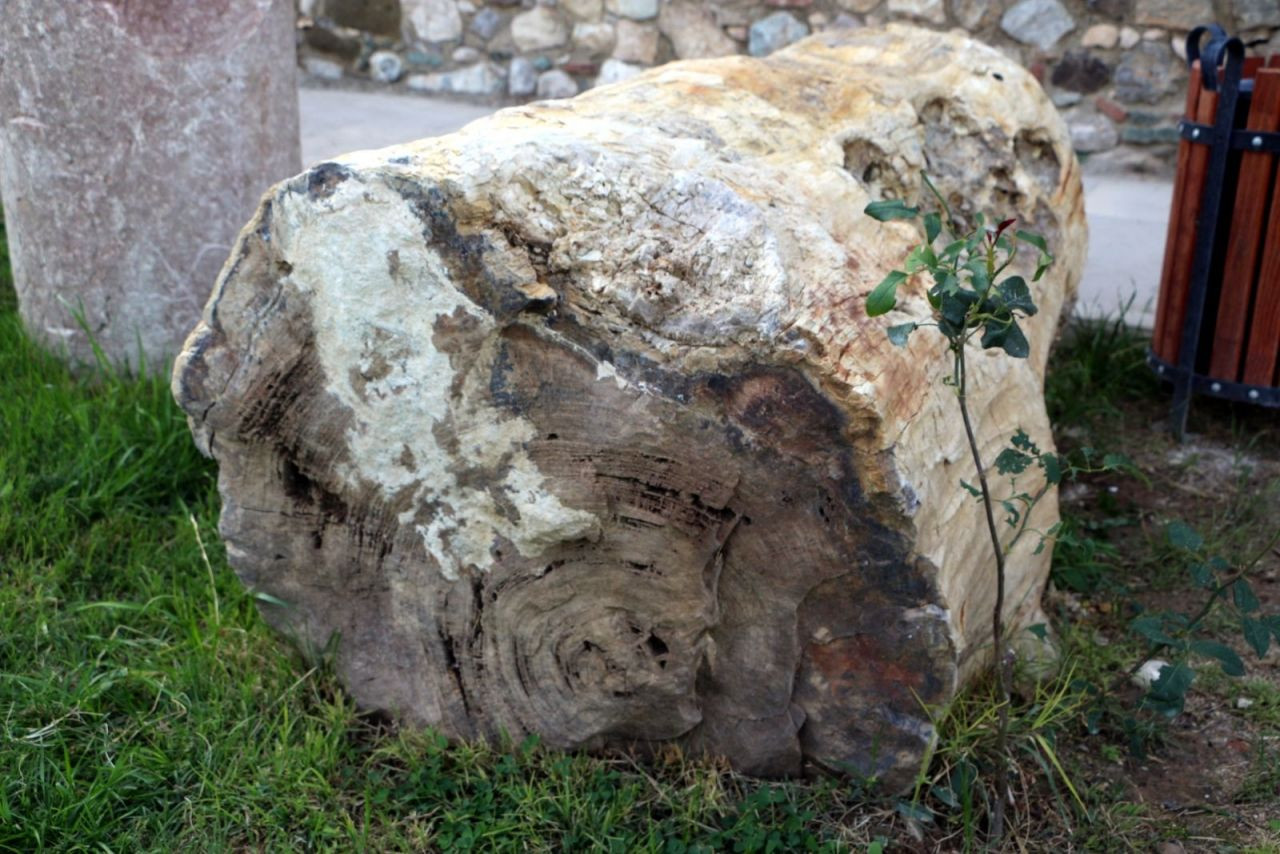 Tokat’ta 7 ay önce bulunan ağaç fosilinin 41,5 milyon yıl öncesine ait olduğu tespit edildi - Sayfa 5