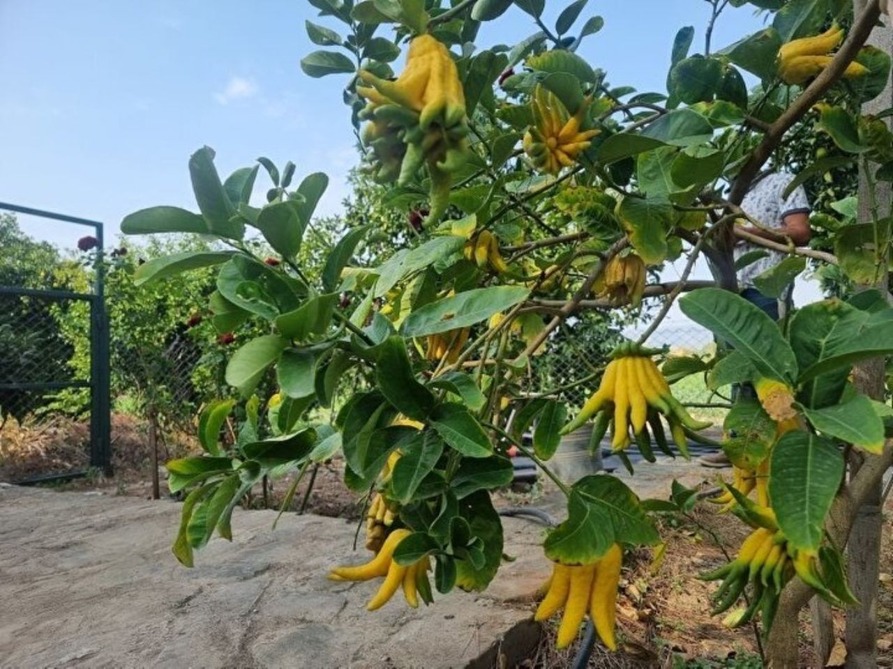 Limon sanıp bahçesine diktiği parmak meyve, şifa deposu çıktı! İşte dünyanın en tuhaf bitki ve meyveleri - Sayfa 10