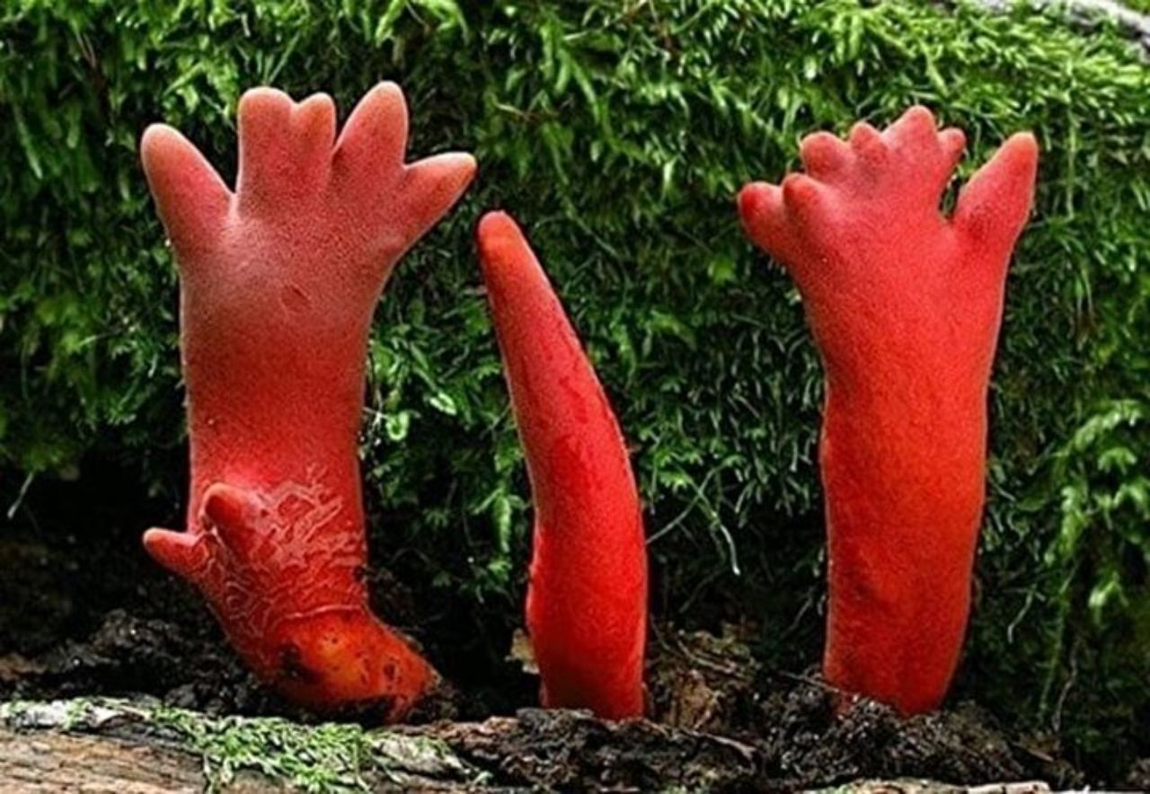 Limon sanıp bahçesine diktiği parmak meyve, şifa deposu çıktı! İşte dünyanın en tuhaf bitki ve meyveleri - Sayfa 13