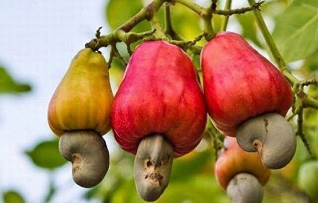 Limon sanıp bahçesine diktiği parmak meyve, şifa deposu çıktı! İşte dünyanın en tuhaf bitki ve meyveleri - Sayfa 19