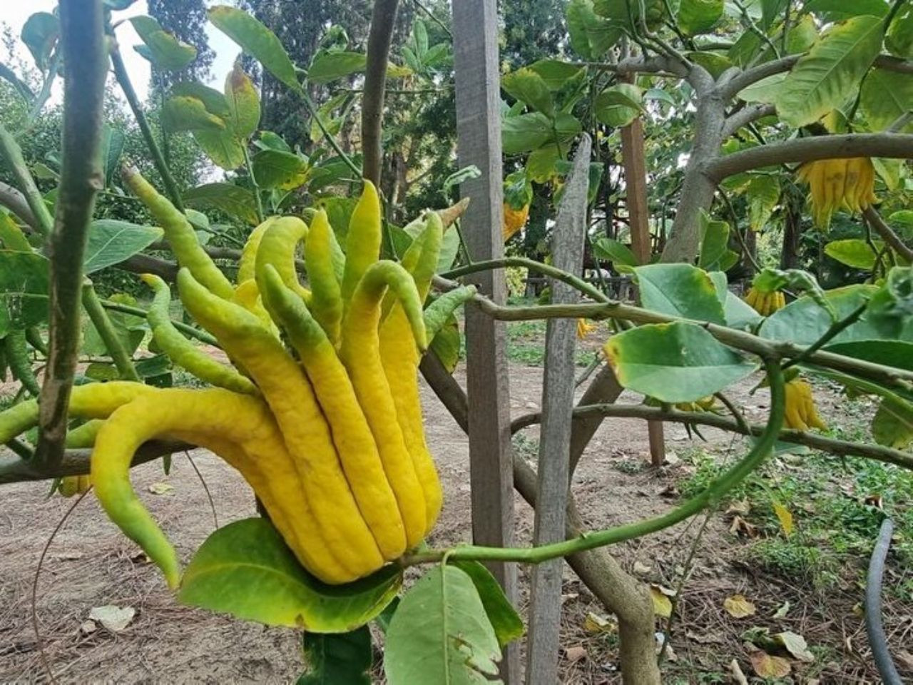 Limon sanıp bahçesine diktiği parmak meyve, şifa deposu çıktı! İşte dünyanın en tuhaf bitki ve meyveleri - Sayfa 5