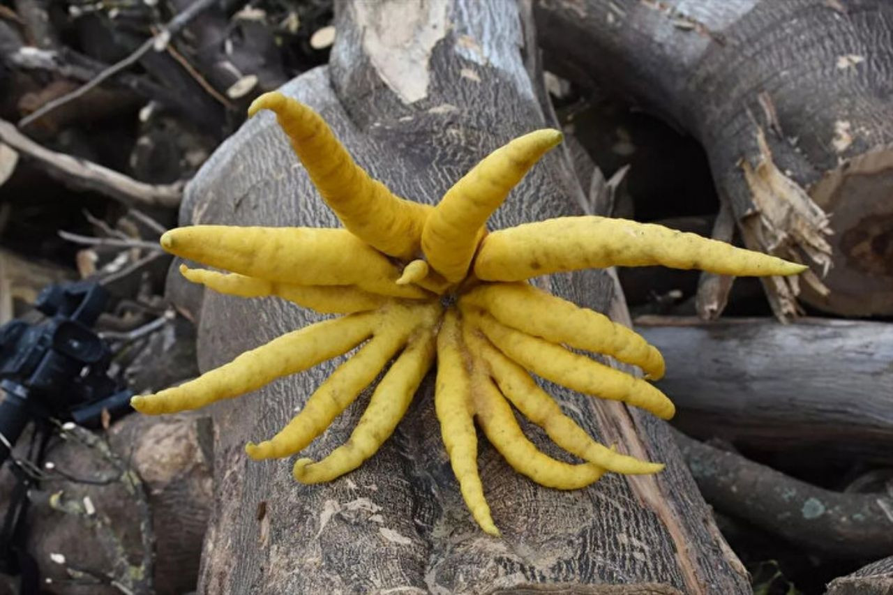 Limon sanıp bahçesine diktiği parmak meyve, şifa deposu çıktı! İşte dünyanın en tuhaf bitki ve meyveleri - Sayfa 6