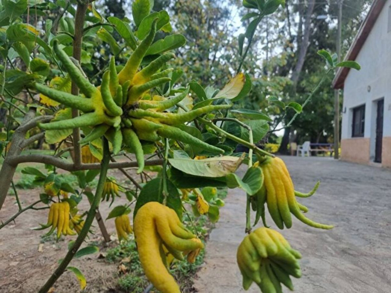 Limon sanıp bahçesine diktiği parmak meyve, şifa deposu çıktı! İşte dünyanın en tuhaf bitki ve meyveleri - Sayfa 8