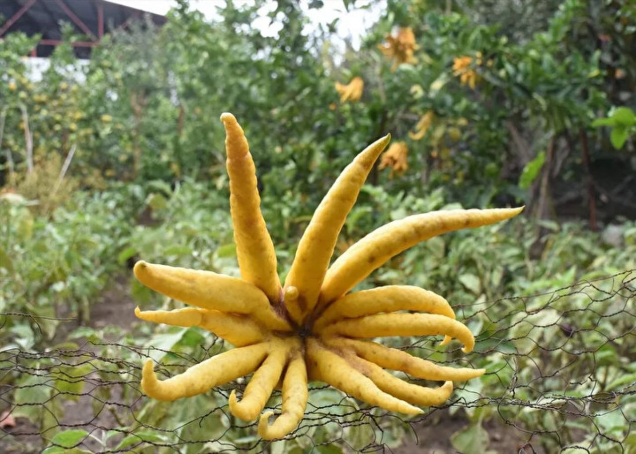 Limon sanıp bahçesine diktiği parmak meyve, şifa deposu çıktı! İşte dünyanın en tuhaf bitki ve meyveleri - Sayfa 9