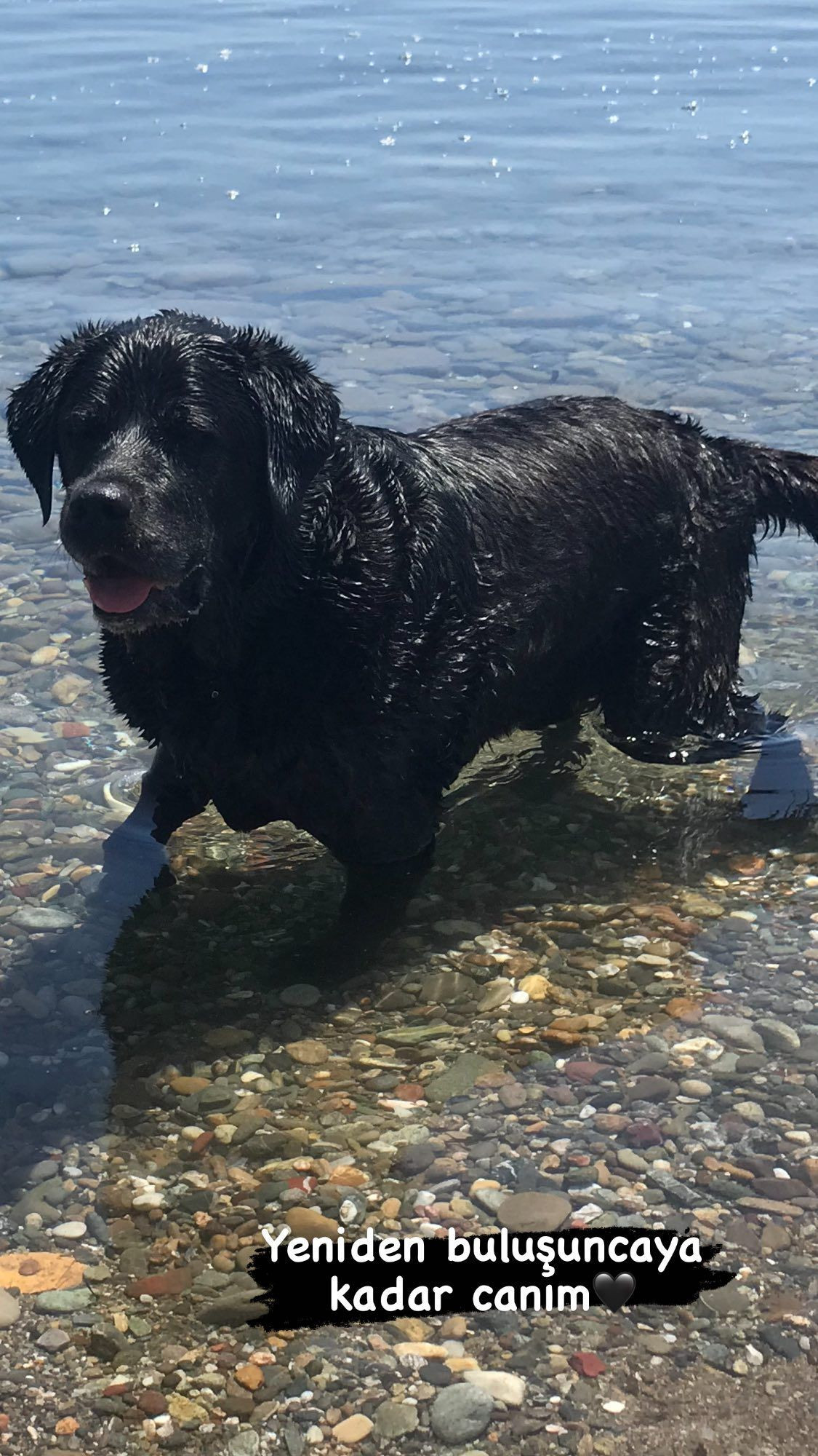 Ünlü oyuncu İnci Türkay'ı kahreden ölüm - Sayfa 8