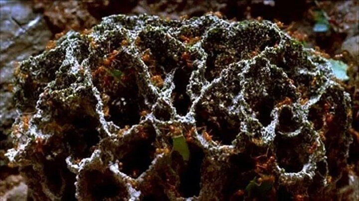 Doğada hayvanlar tarafından yapılan ve hayranlık uyandıran eşsiz yapılar... - Sayfa 6