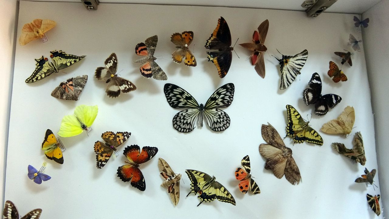 Binlerce böcek Yozgat'taki bu müzede - Sayfa 8