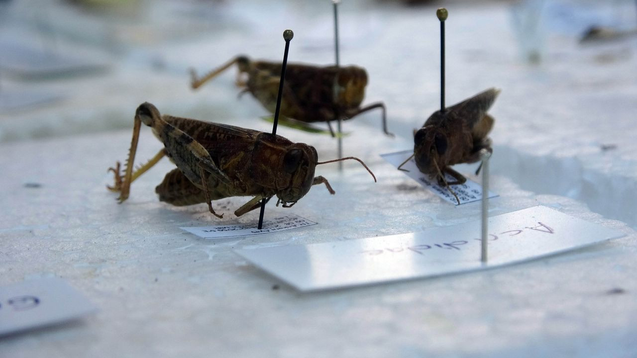 Binlerce böcek Yozgat'taki bu müzede - Sayfa 9
