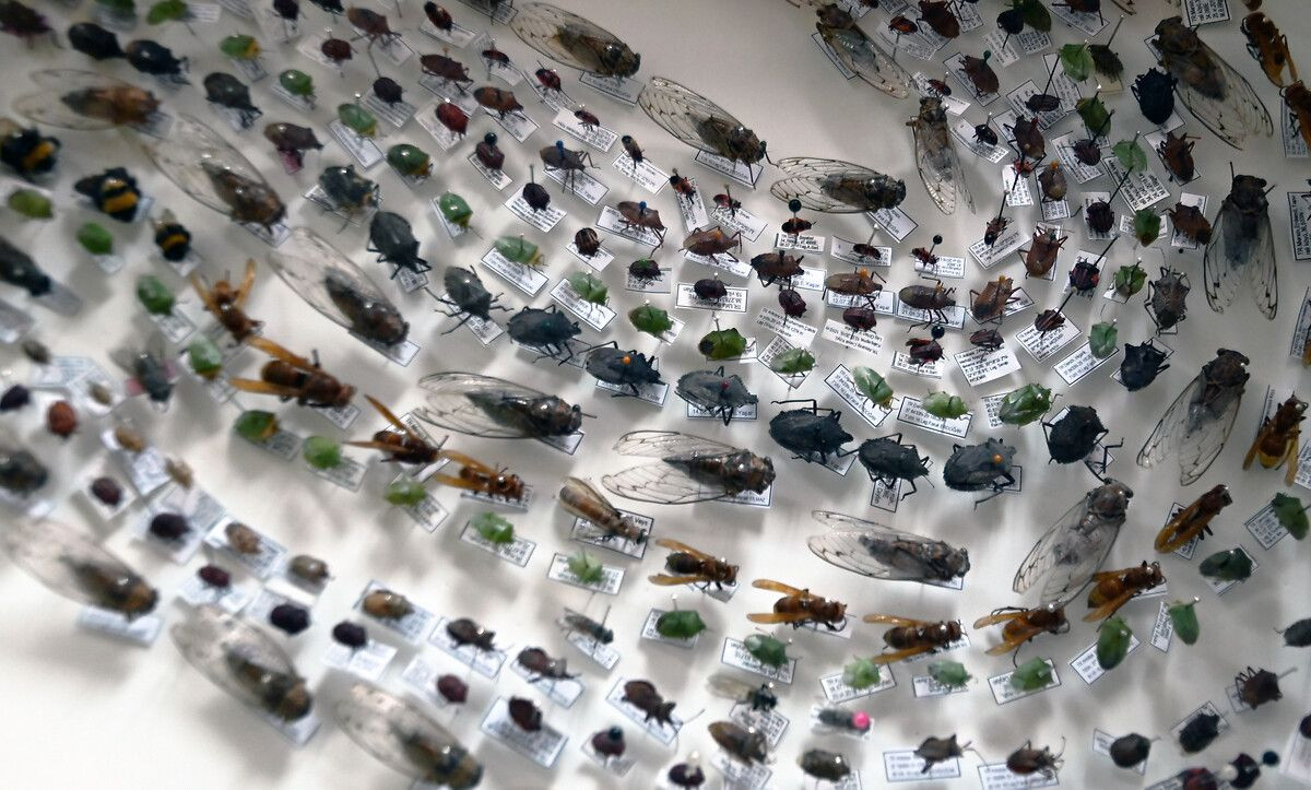 Binlerce böcek Yozgat'taki bu müzede - Sayfa 5
