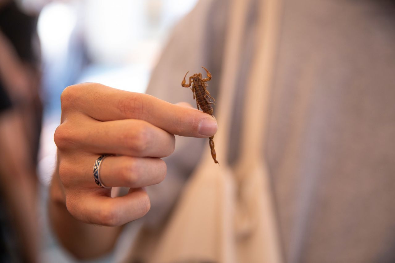 Akrep, tırtıl ne varsa yediler! Böcek festivalinden garip görüntüler - Sayfa 9