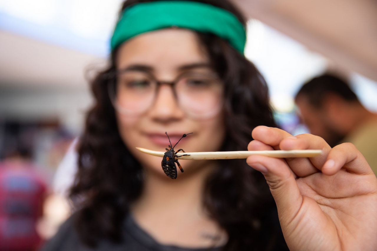 Akrep, tırtıl ne varsa yediler! Böcek festivalinden garip görüntüler - Sayfa 15