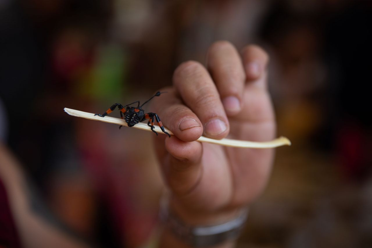 Akrep, tırtıl ne varsa yediler! Böcek festivalinden garip görüntüler - Sayfa 21