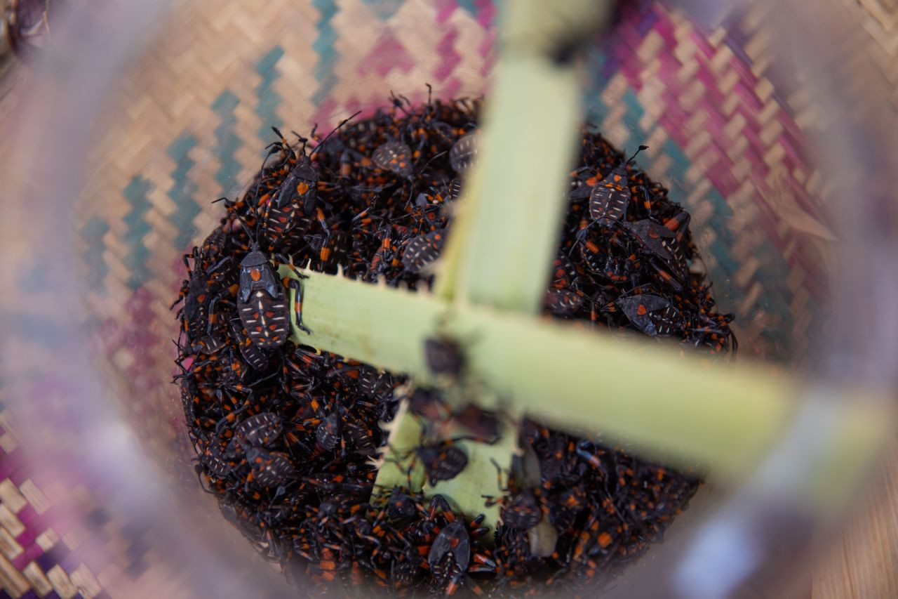 Akrep, tırtıl ne varsa yediler! Böcek festivalinden garip görüntüler - Sayfa 22