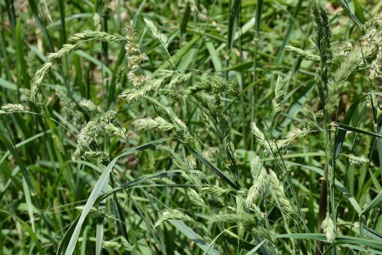 Böbrek hastalıklarına son! Günde 7 tane tüketin önleminizi alın… - Sayfa 13