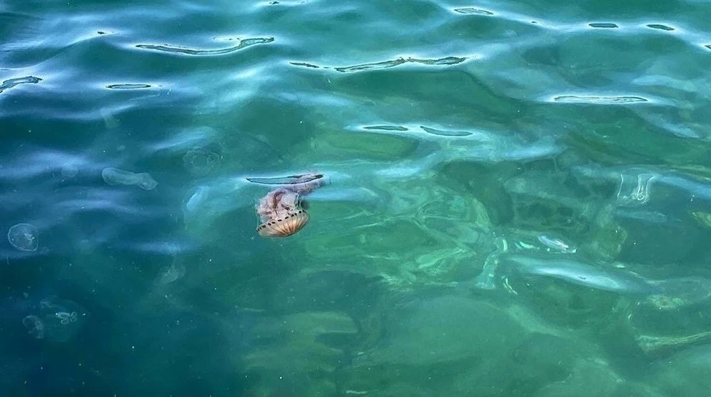 Çanakkale'de zehirli pusula denizanası tehlikesi: Boyları 1,5 metreyi buluyor - Sayfa 7