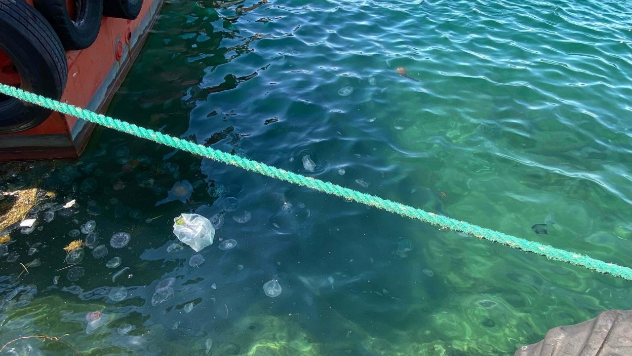 Çanakkale'de zehirli pusula denizanası tehlikesi: Boyları 1,5 metreyi buluyor - Sayfa 6