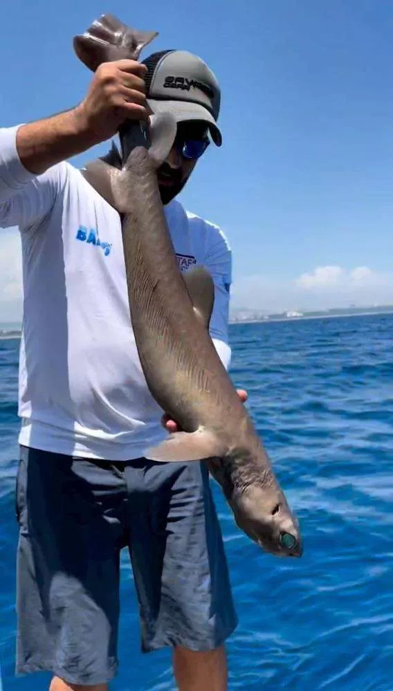 Gözlerinden ışık saçıyor! Antalya'da oltaya öyle bir şey takıldı ki... - Sayfa 10