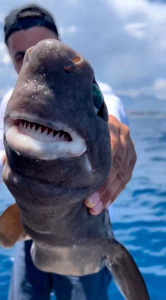 Gözlerinden ışık saçıyor! Antalya'da oltaya öyle bir şey takıldı ki... - Sayfa 5