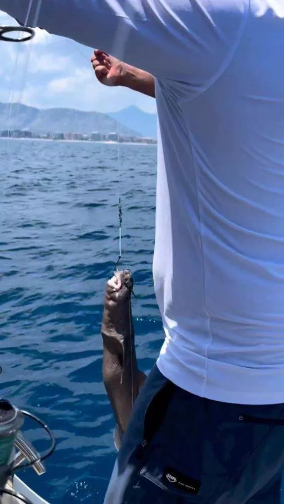 Gözlerinden ışık saçıyor! Antalya'da oltaya öyle bir şey takıldı ki... - Sayfa 8