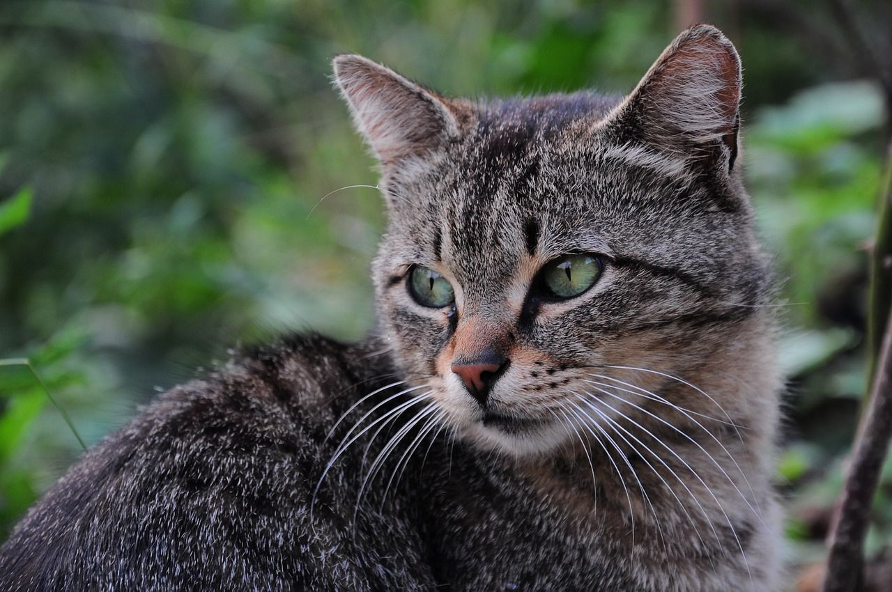Güney Kıbrıs'ta 7 ayda tam 300 bin kedi öldü! Endişelendiren salgın... - Sayfa 5