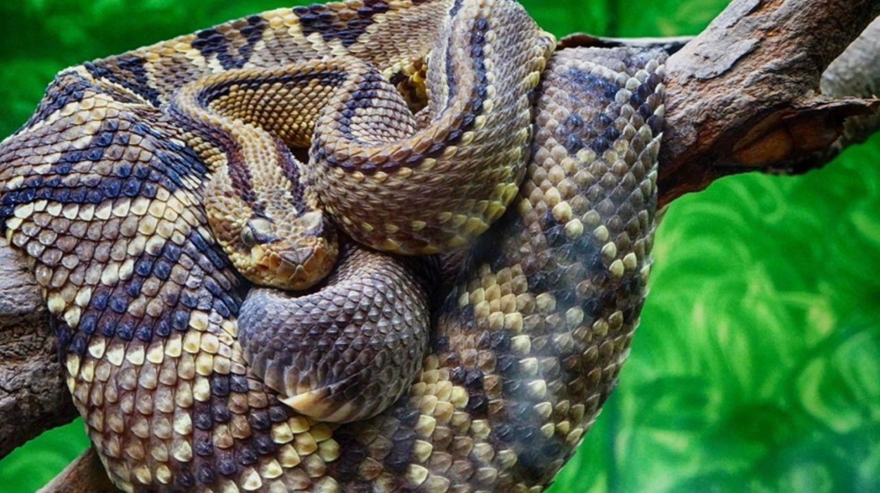 Yapay zeka 'Dünyanın en tehlikeli hayvanlarını' sıraladı! Maalesef biz de listedeyiz... - Sayfa 9