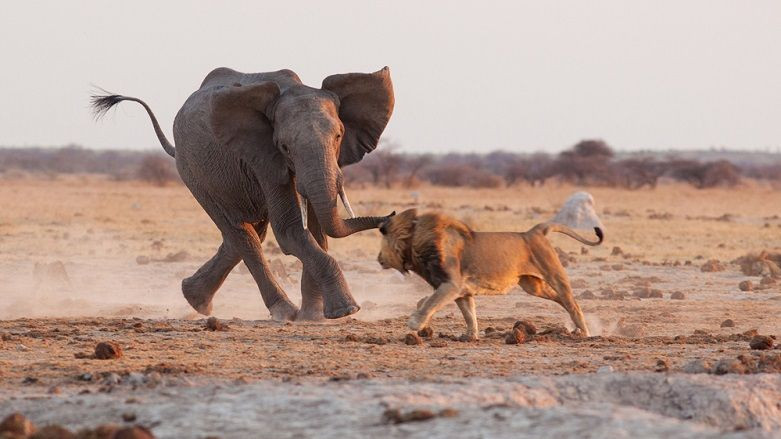 Yapay zeka 'Dünyanın en tehlikeli hayvanlarını' sıraladı! Maalesef biz de listedeyiz... - Sayfa 5